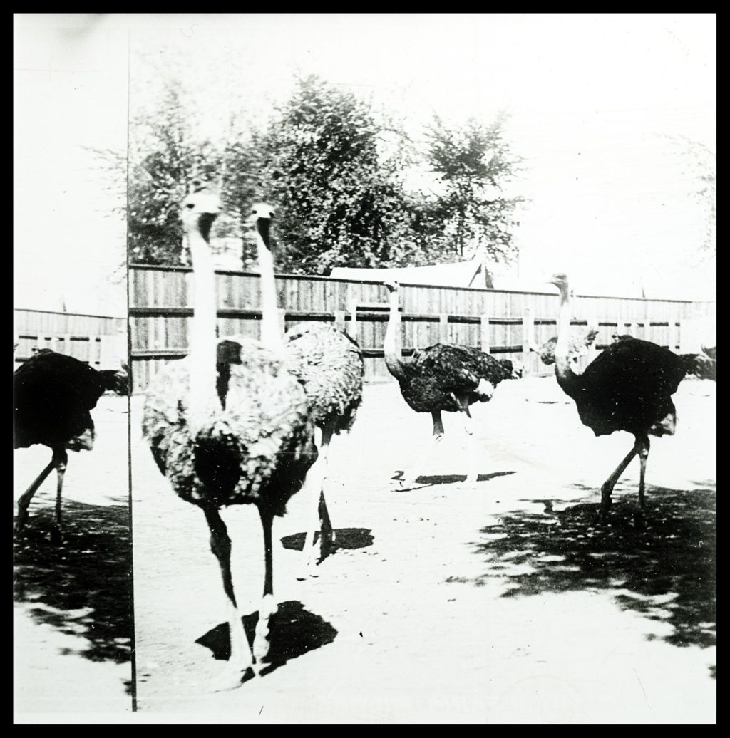 Miniature of Ostriches in a yard.