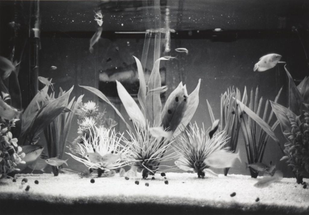Miniature of Fish tank