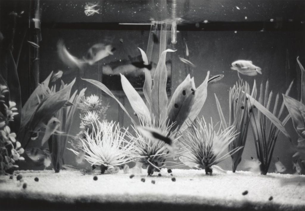 Miniature of Fish tank