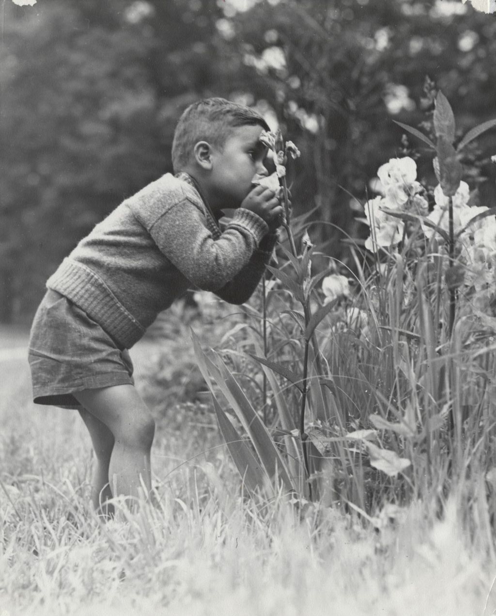 Miniature of Boy smelling flowers