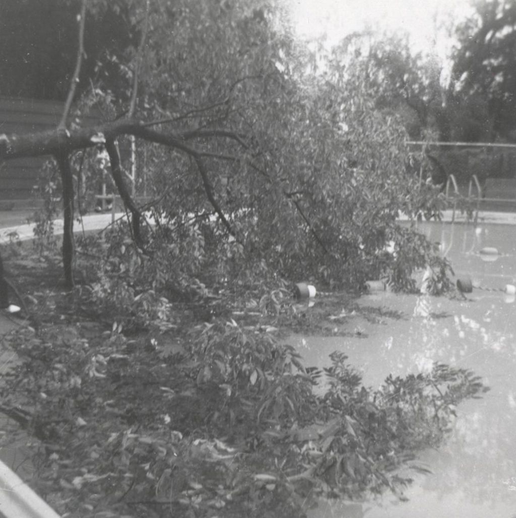 Miniature of Storm damaged tree and swimming pool