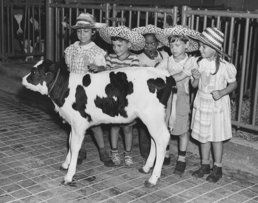 Five children pet a calf during a Hull-House trip to Hawthorn-Mellody Farms
