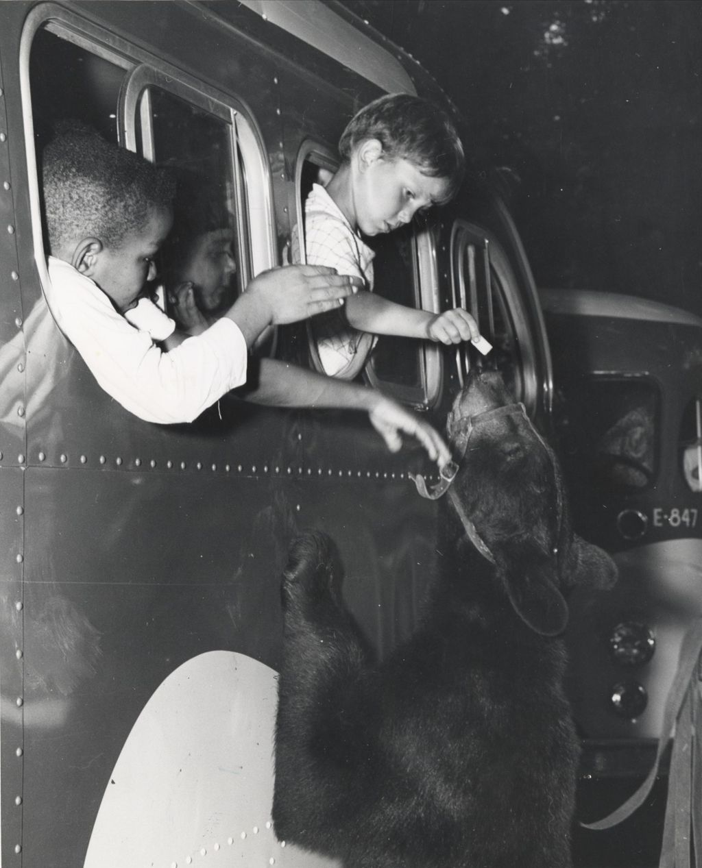 Boy feeding a bear from a bus window during a Hull-House trip to Hawthorn-Mellody Farms