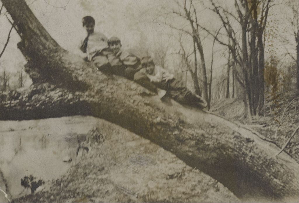 Miniature of Three boys lying on large tree branch
