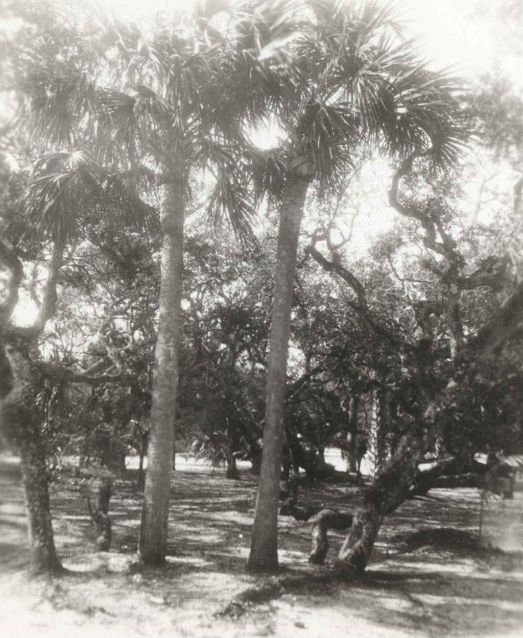 Palm trees photographed on Jane Addams' trip to Mexico