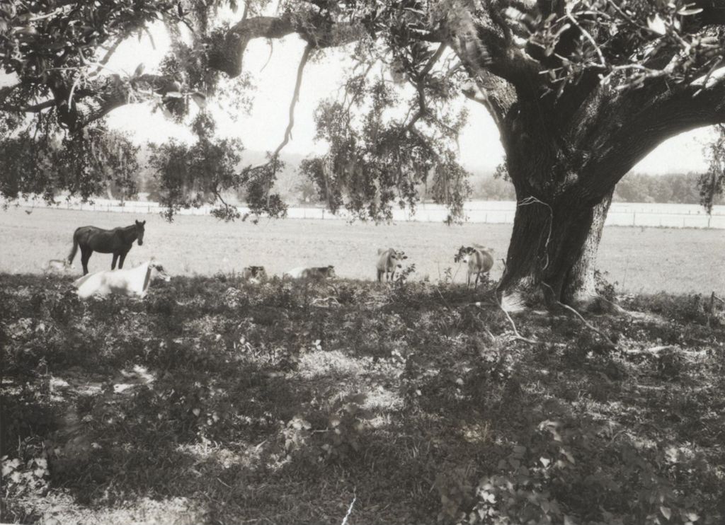 Animals under a tree photographed on Jane Addams' trip to Mexico