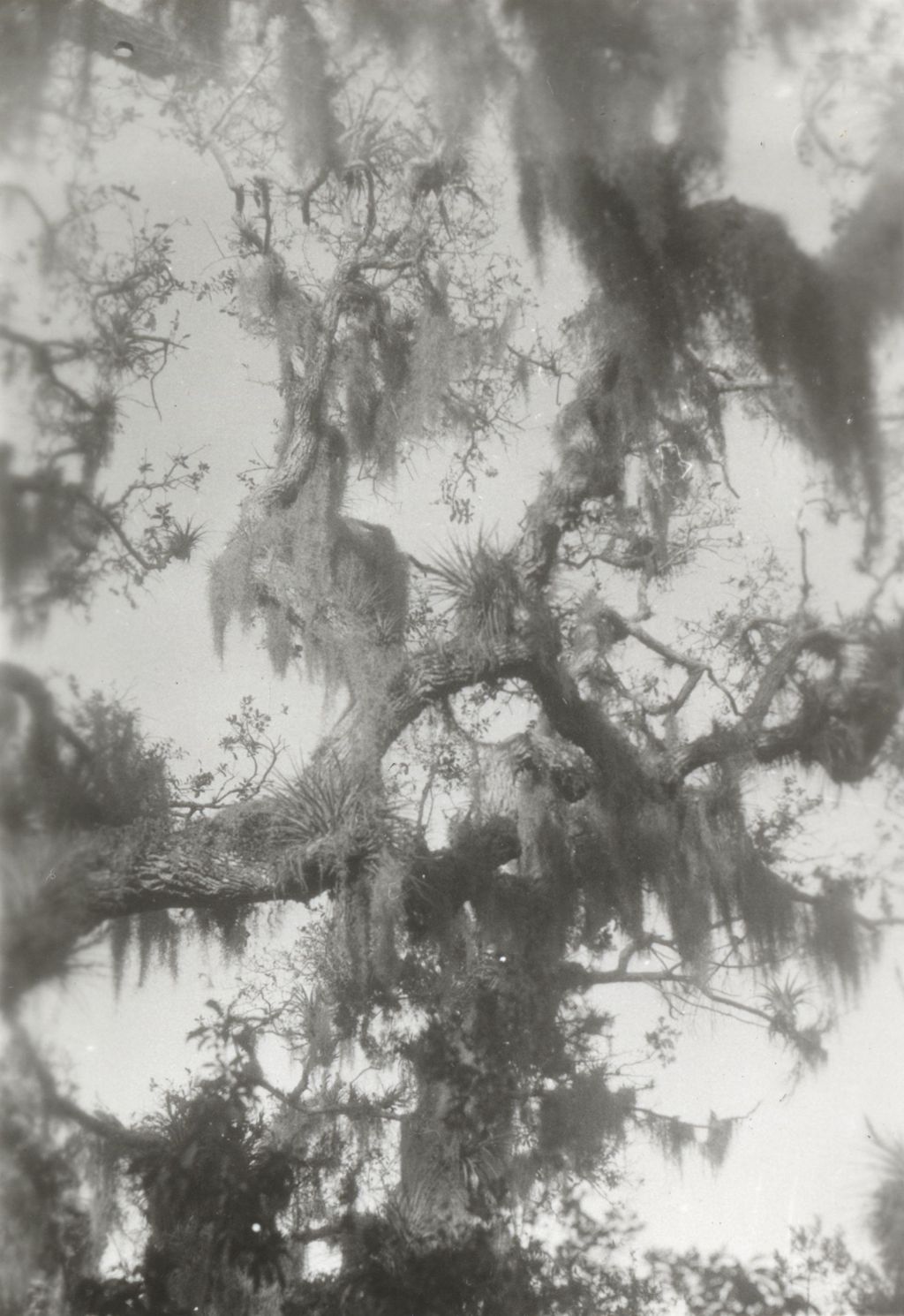 Trees with moss photographed during Jane Addams' trip to Mexico