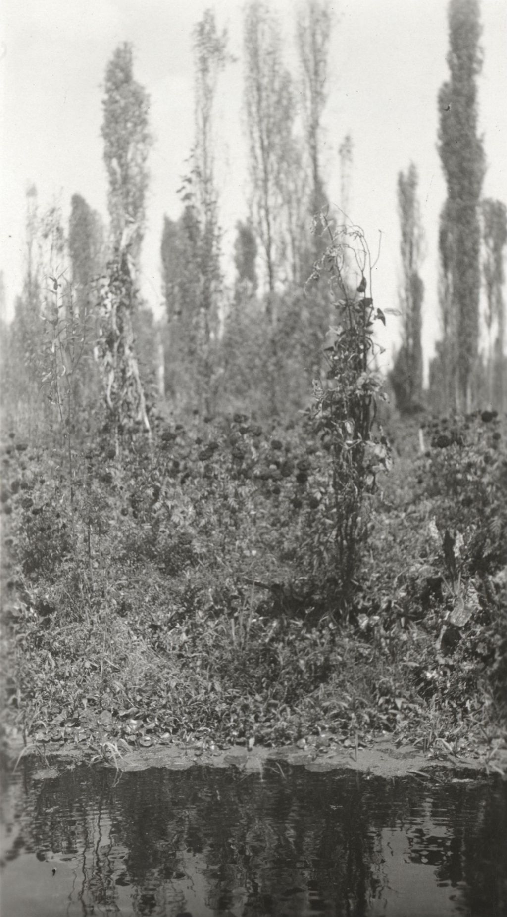 Miniature of Trees photographed during Jane Addams' trip to Mexico