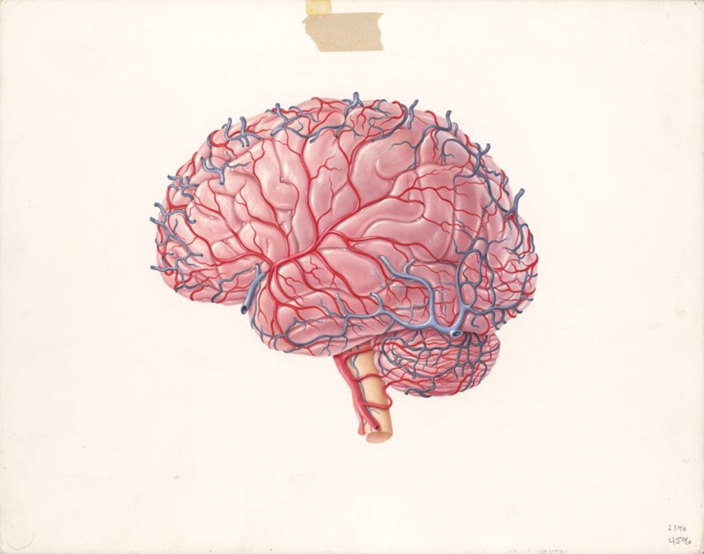 Miniature of Aldomet, external blood vessels of brain