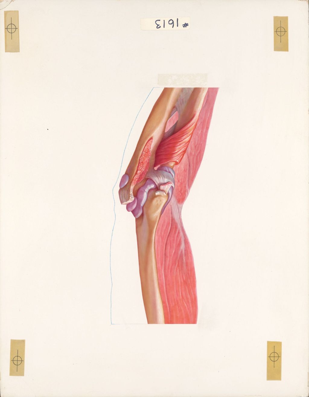 The elbow, The synovial capsule and bursae of the elbow, lateral and slightly posterior view