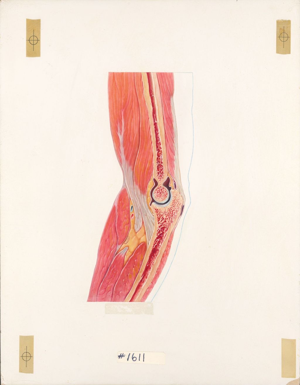 Miniature of The elbow, Sagittal section through the elbow 
