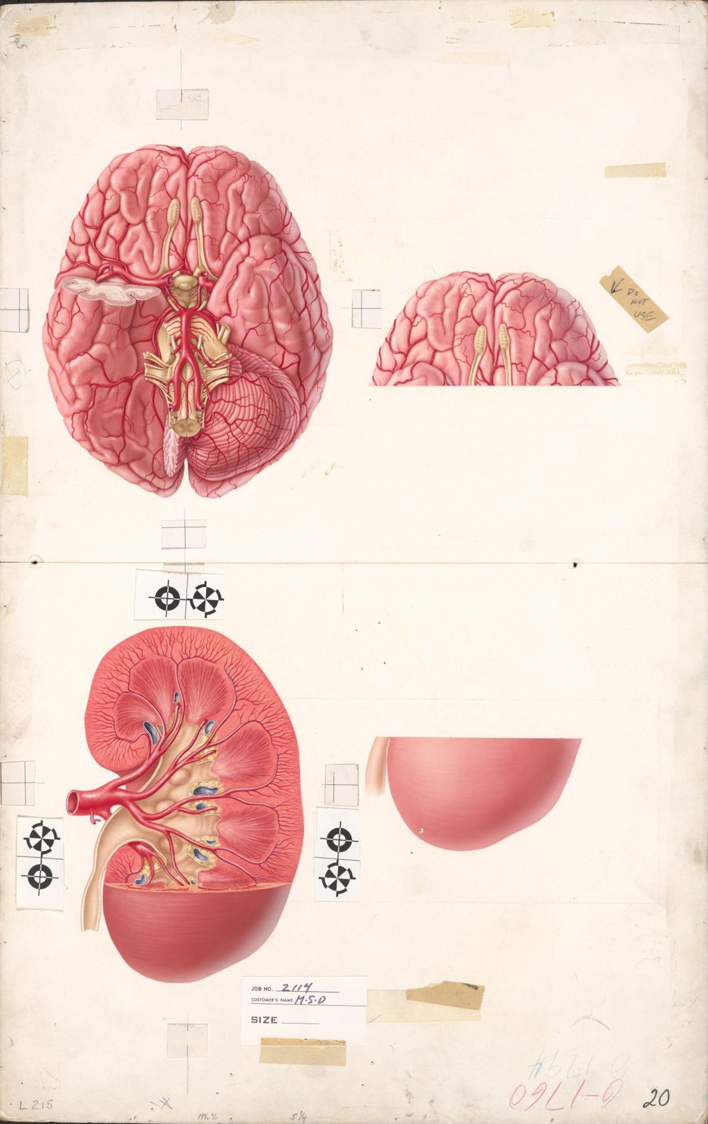 Miniature of Medical Profiles, Aldomet, Blood flow to vital organs in hypotension, Plate 2