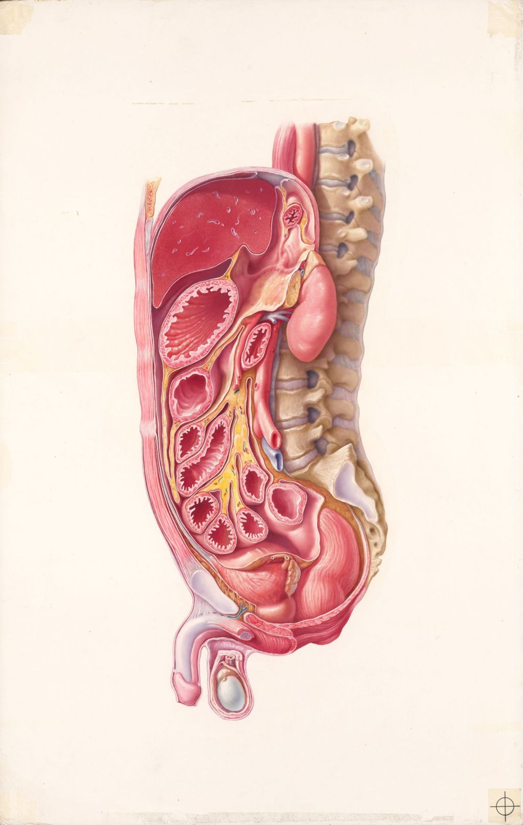 Miniature of Medical Profiles, the anatomical disposition of the peritoneum, Plate one, sectional view of the peritoneal cavity and viscera