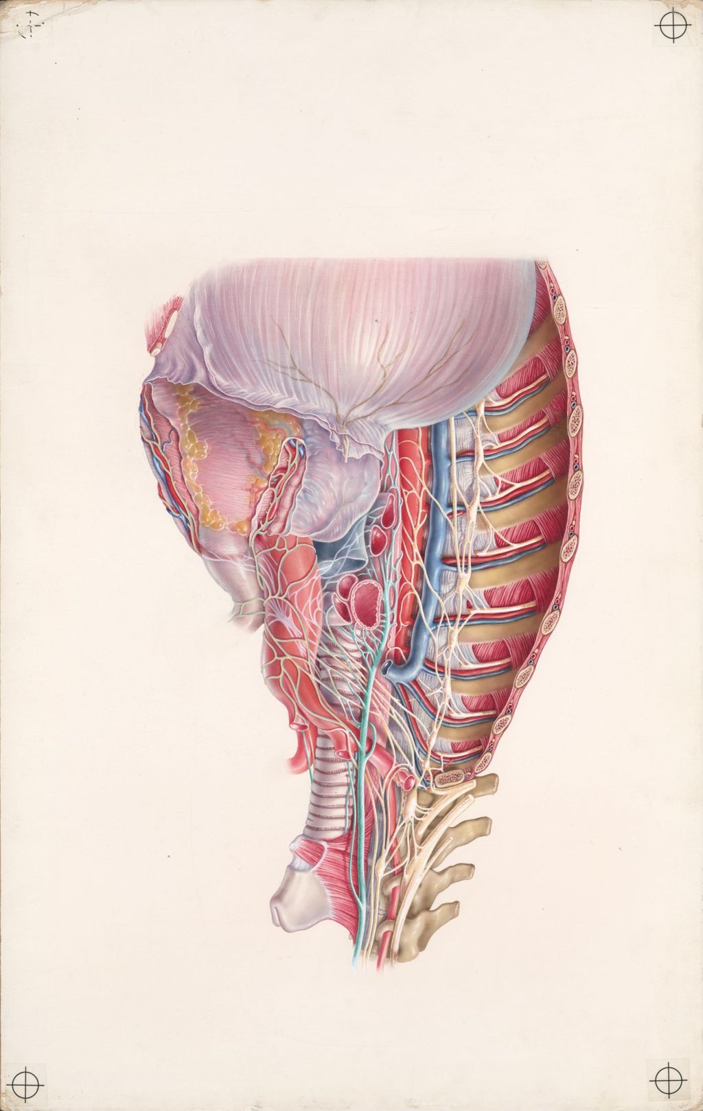 Explanatory Atlas of Anatomy, The autonomic innervation of the heart, Plate 1, The autonomic nervous system of the thorax