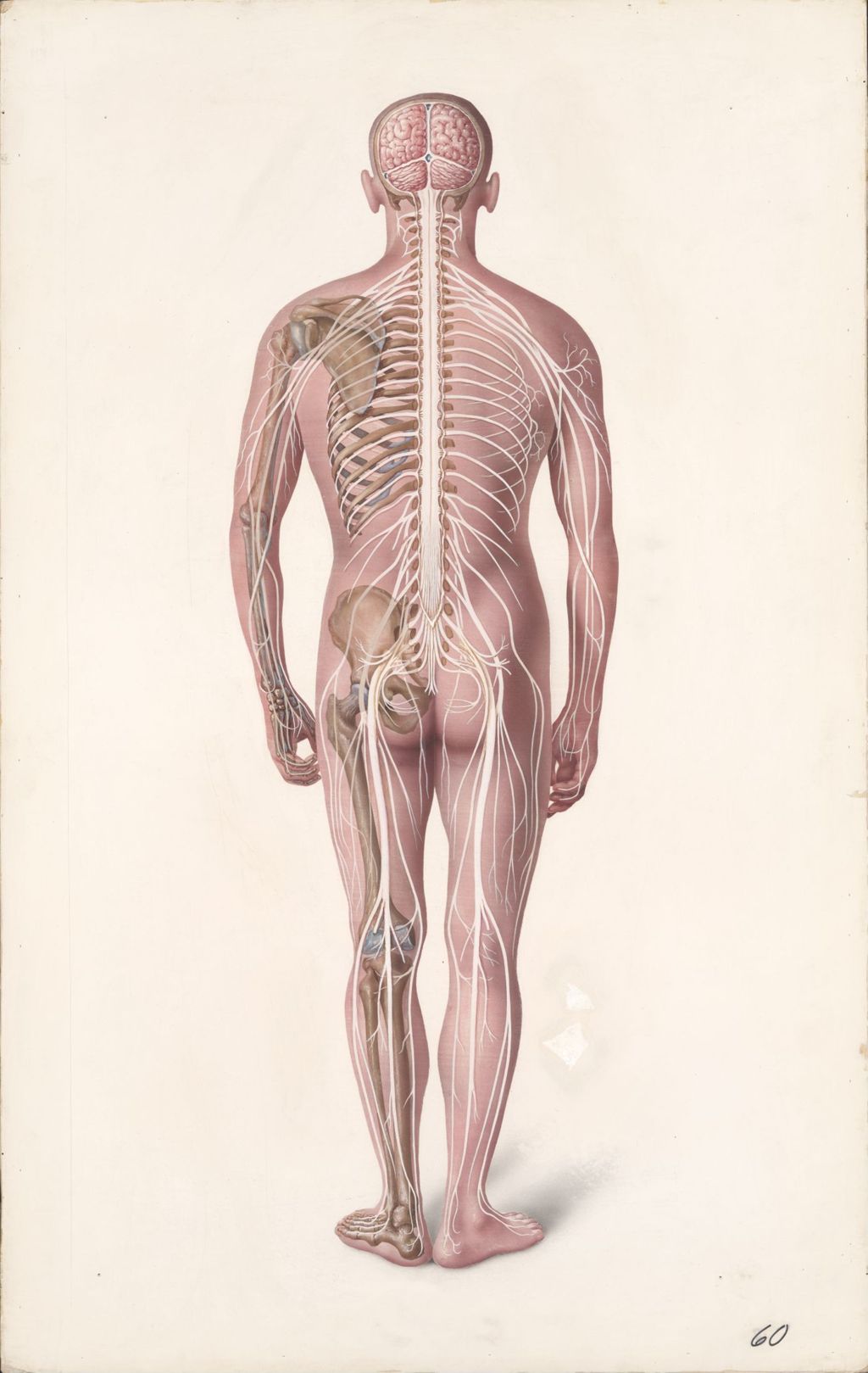 Miniature of The major structures of the central nervous system and the peripheral nervous system