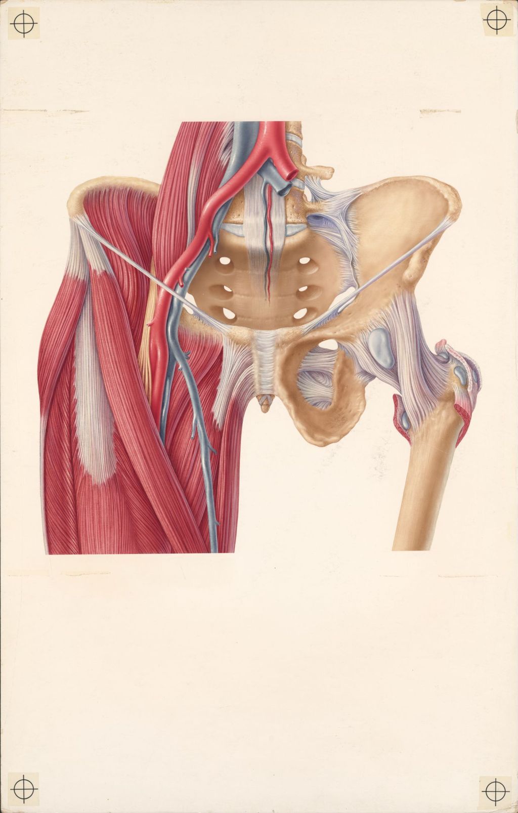 Miniature of Doctor-patient explanatory atlas of anatomy, Plate I, muscles, blood vessels, nerves, and bursae around the hip-joint