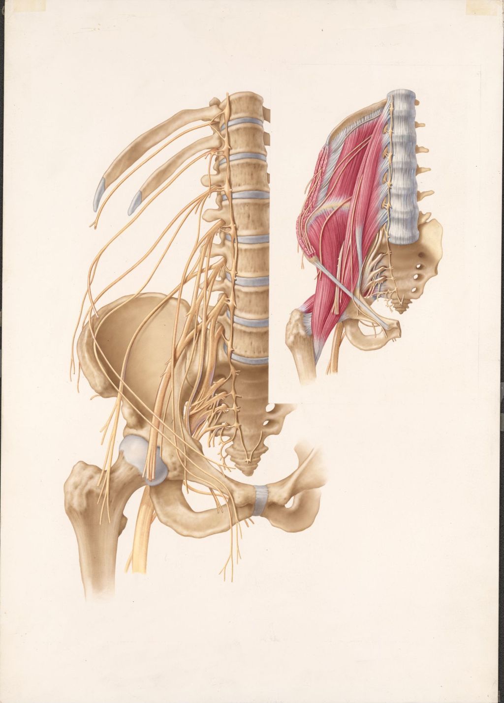 Miniature of Illustration of nerve plexuses in the Abdomen and Perineum, the right Lumbosacral and Coccygeal Plexuses, from the Doctor-Patient Explanatory Atlas of Anatomy