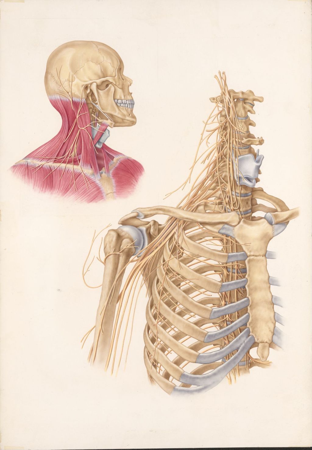Doctor-patient explanatory atlas of anatomy, The neck and shoulder regions