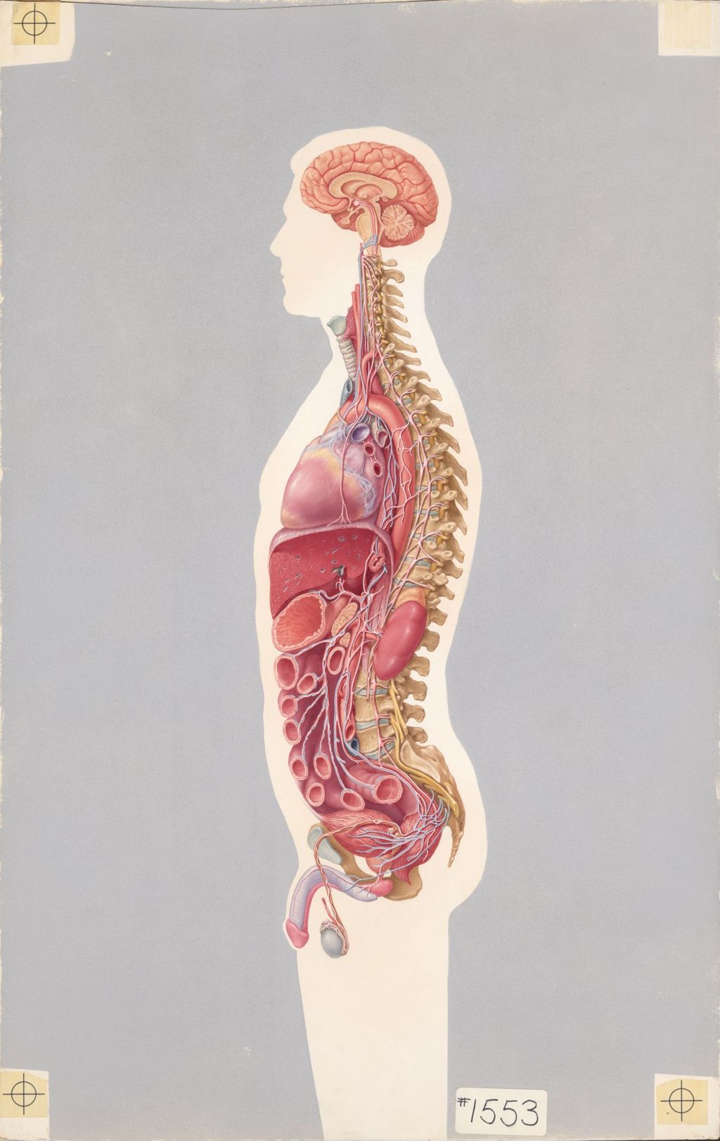 Miniature of Bisected view of a male body