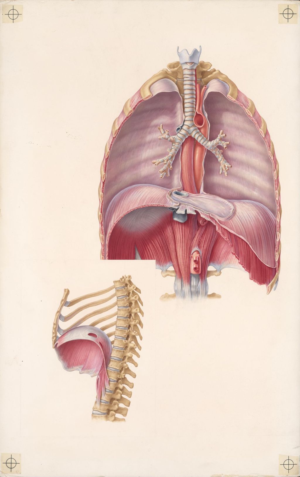 Miniature of Doctor-Patient explanatory atlas of anatomy, Casts of the cavities (chambers) of the heart and great vessels