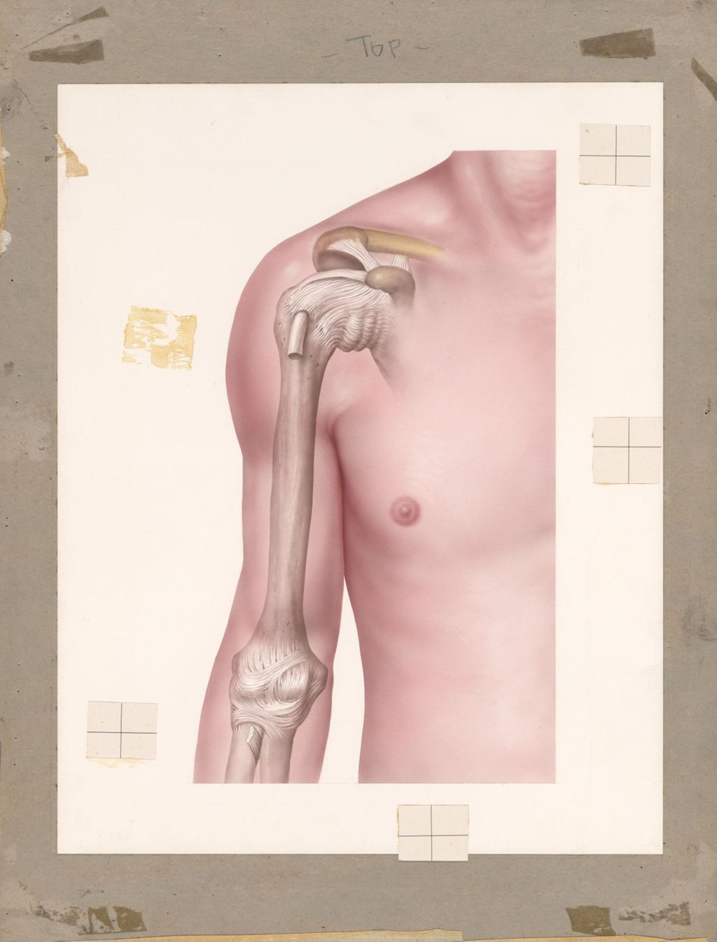 Miniature of Normal capsules in shoulder and elbow joints