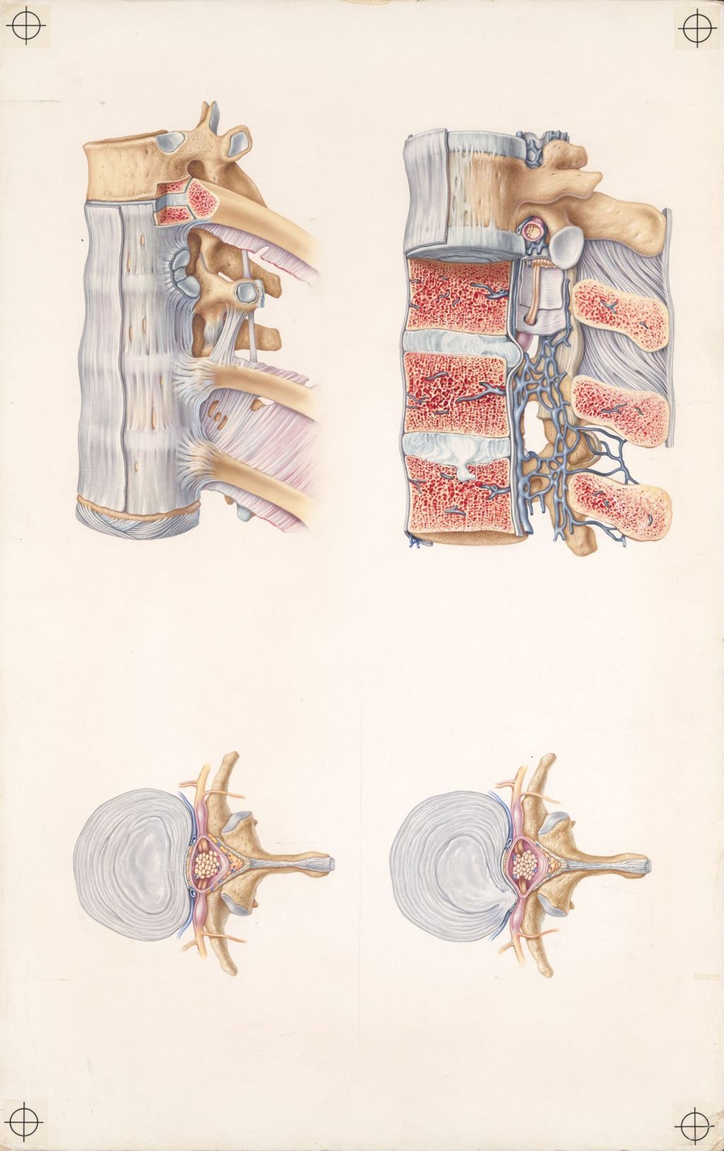 Doctor-patient explanatory atlas of anatomy, Plate 2, relationships of spinal nerves and vertebrae