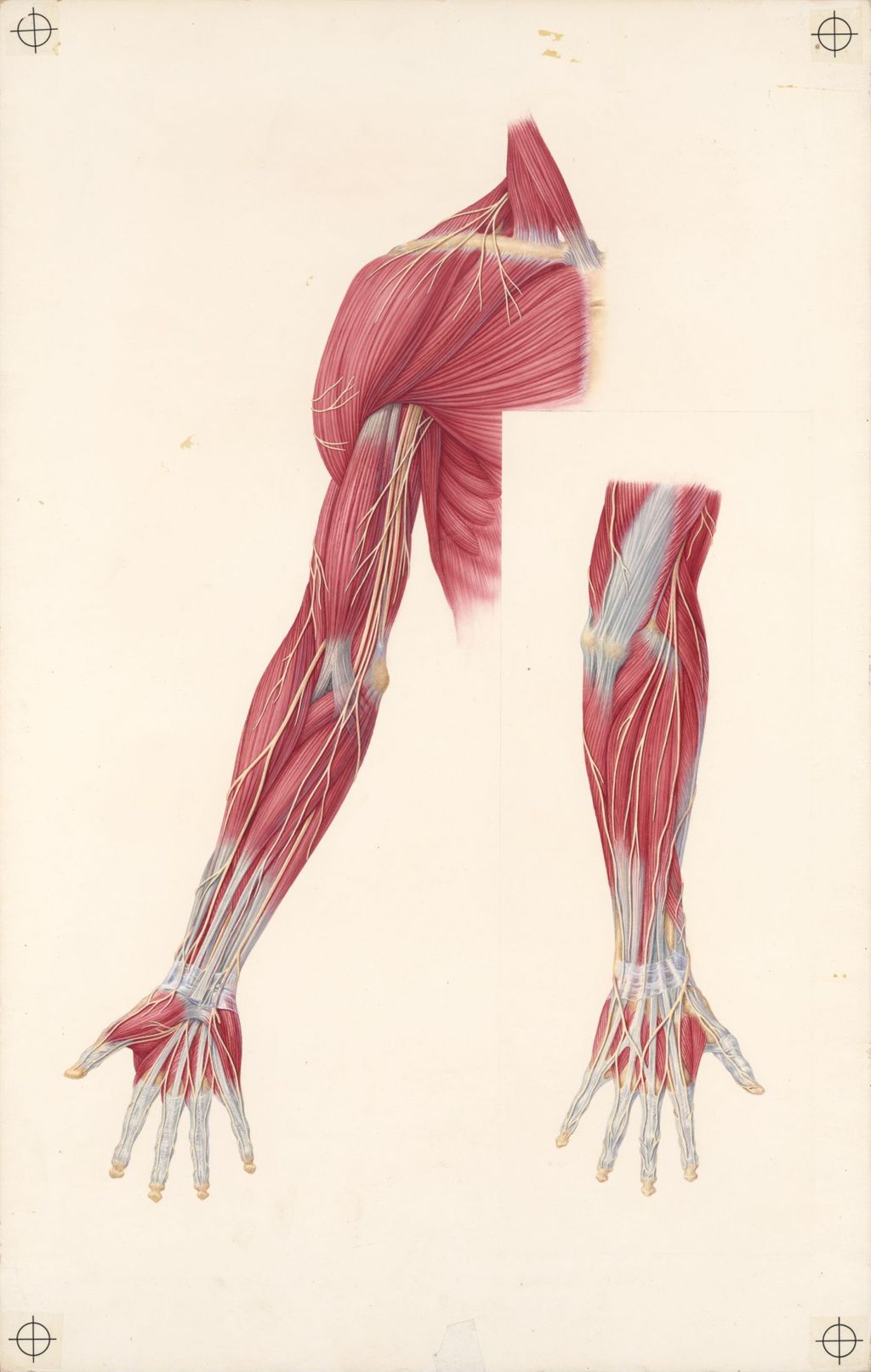 Miniature of Doctor-patient explanatory atlas of anatomy, Plate 2, the cutaneous nerves of the upper limb superimposed on the musculature