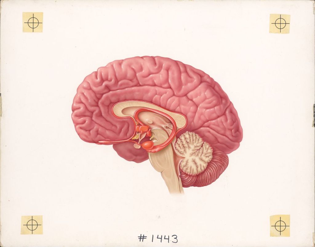 The rhinencephalon (visceral brain)