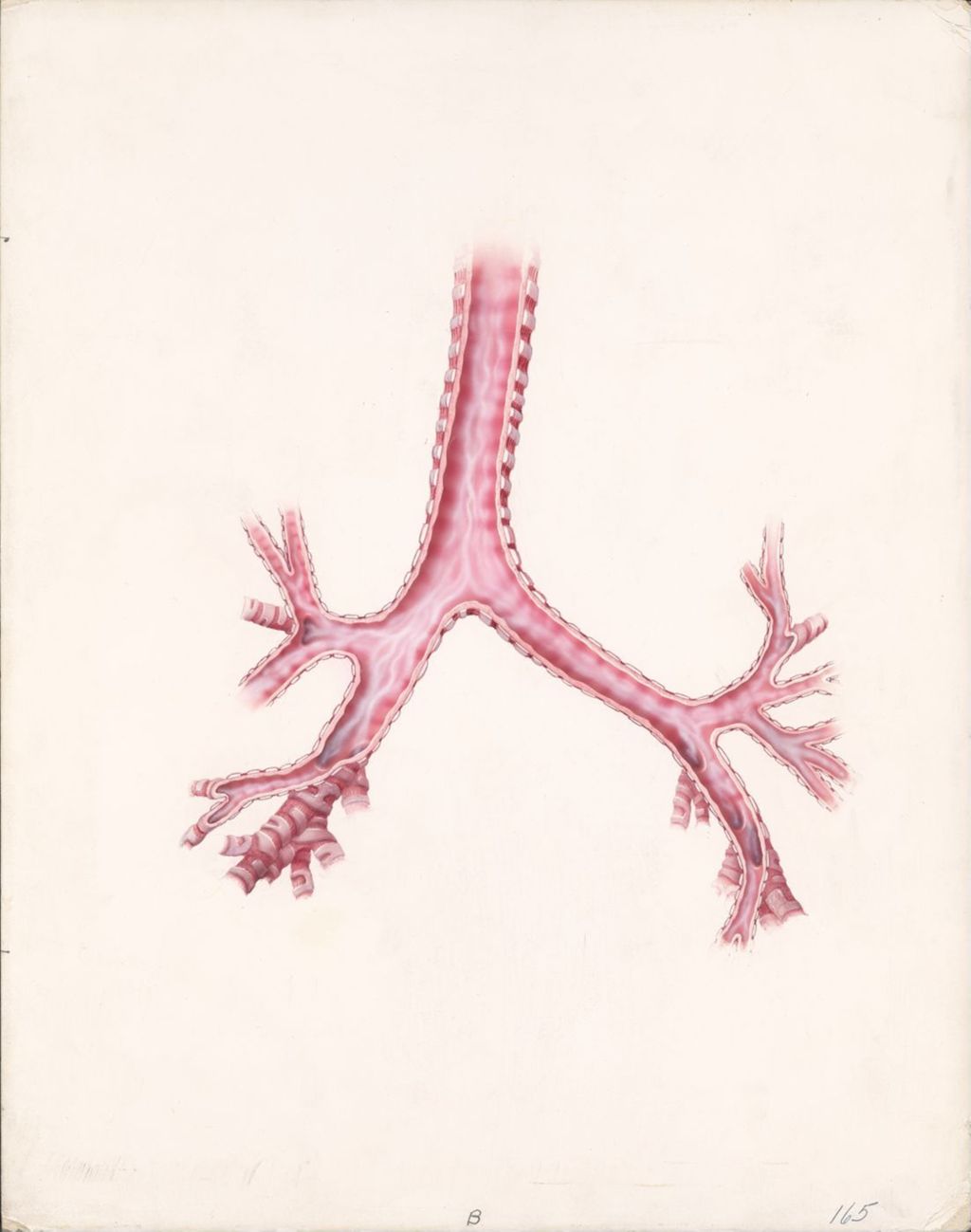 Miniature of Lung structure