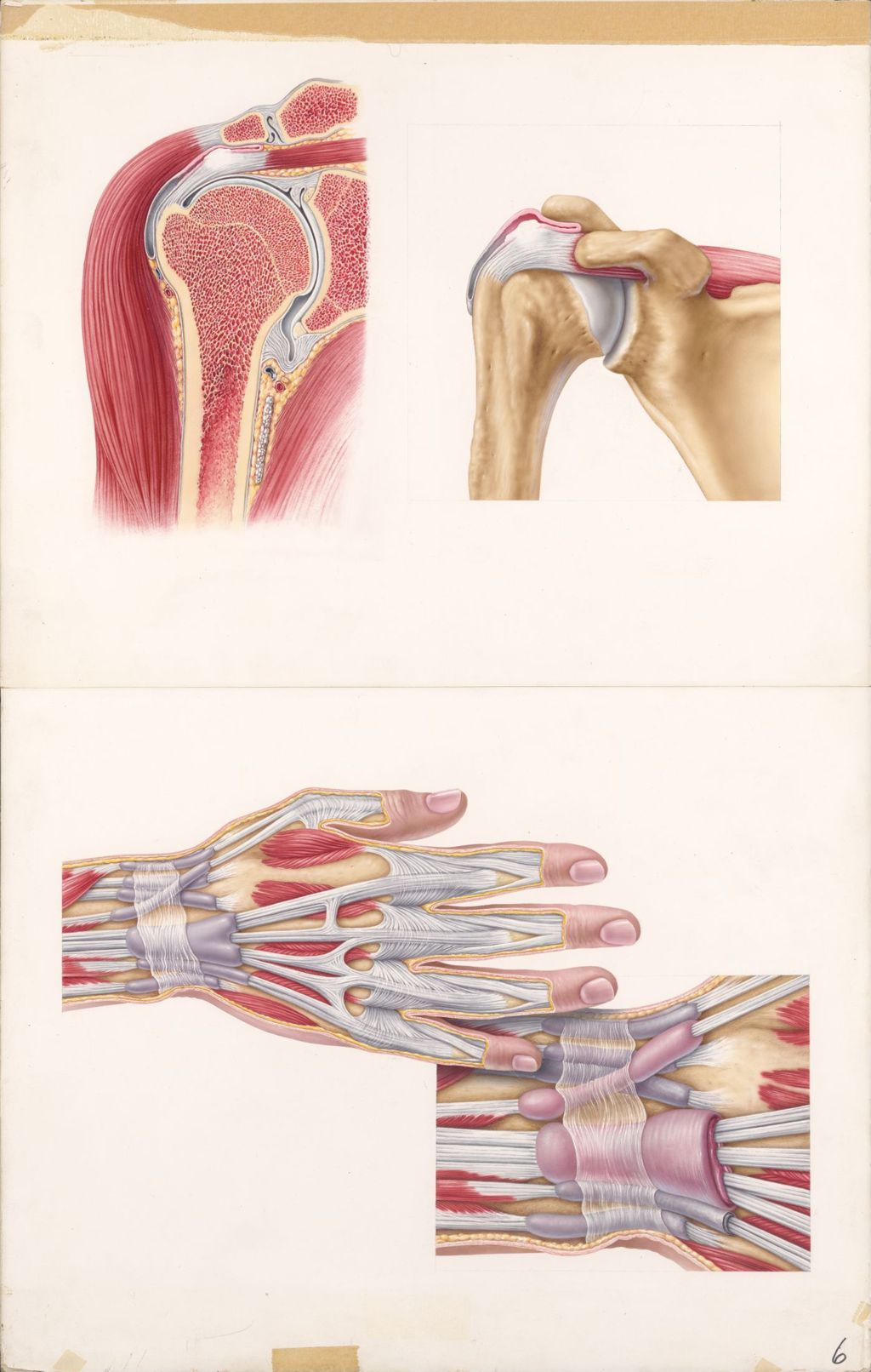 Medical Profiles, Decadron with Xylocaine, Sites and appearances of some musculoskeletal disorders