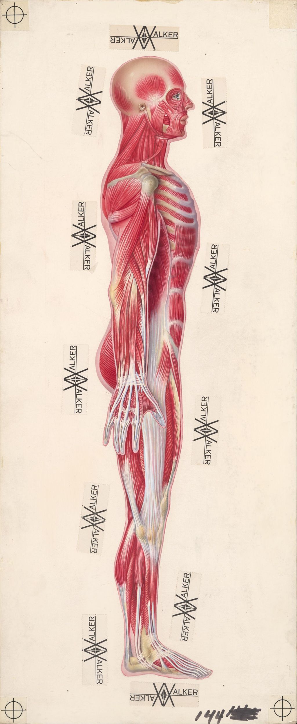 Miniature of Deep muscles (lateral view)