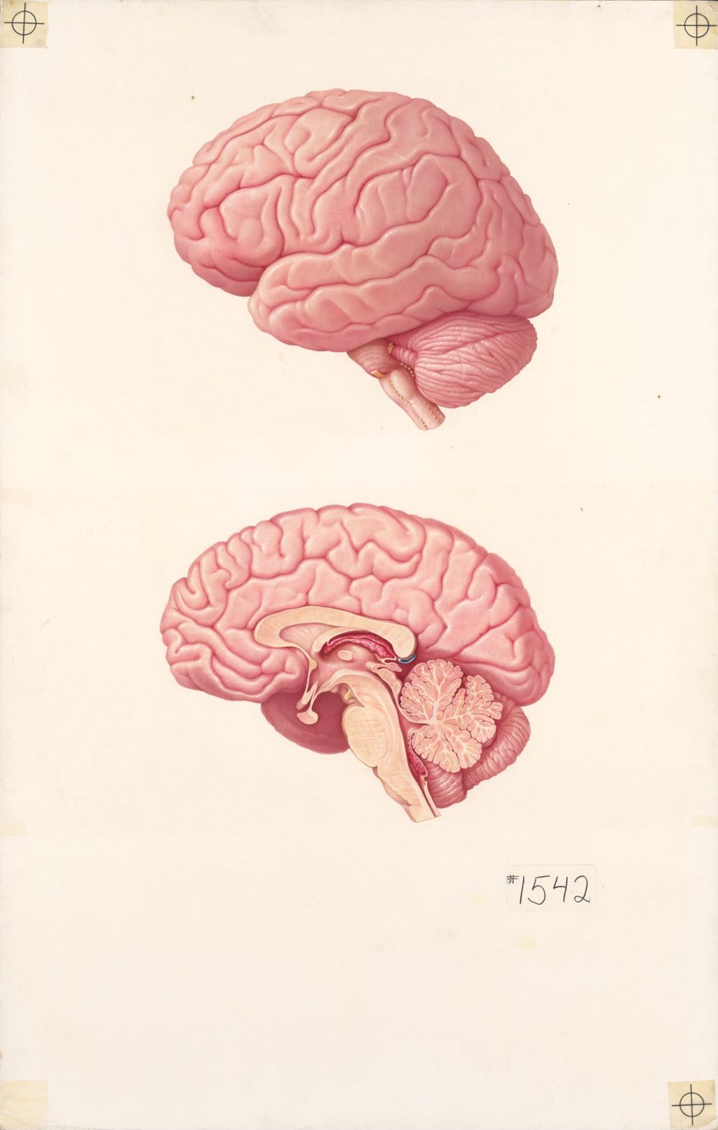Miniature of Medical profiles, The anatomy of the brain