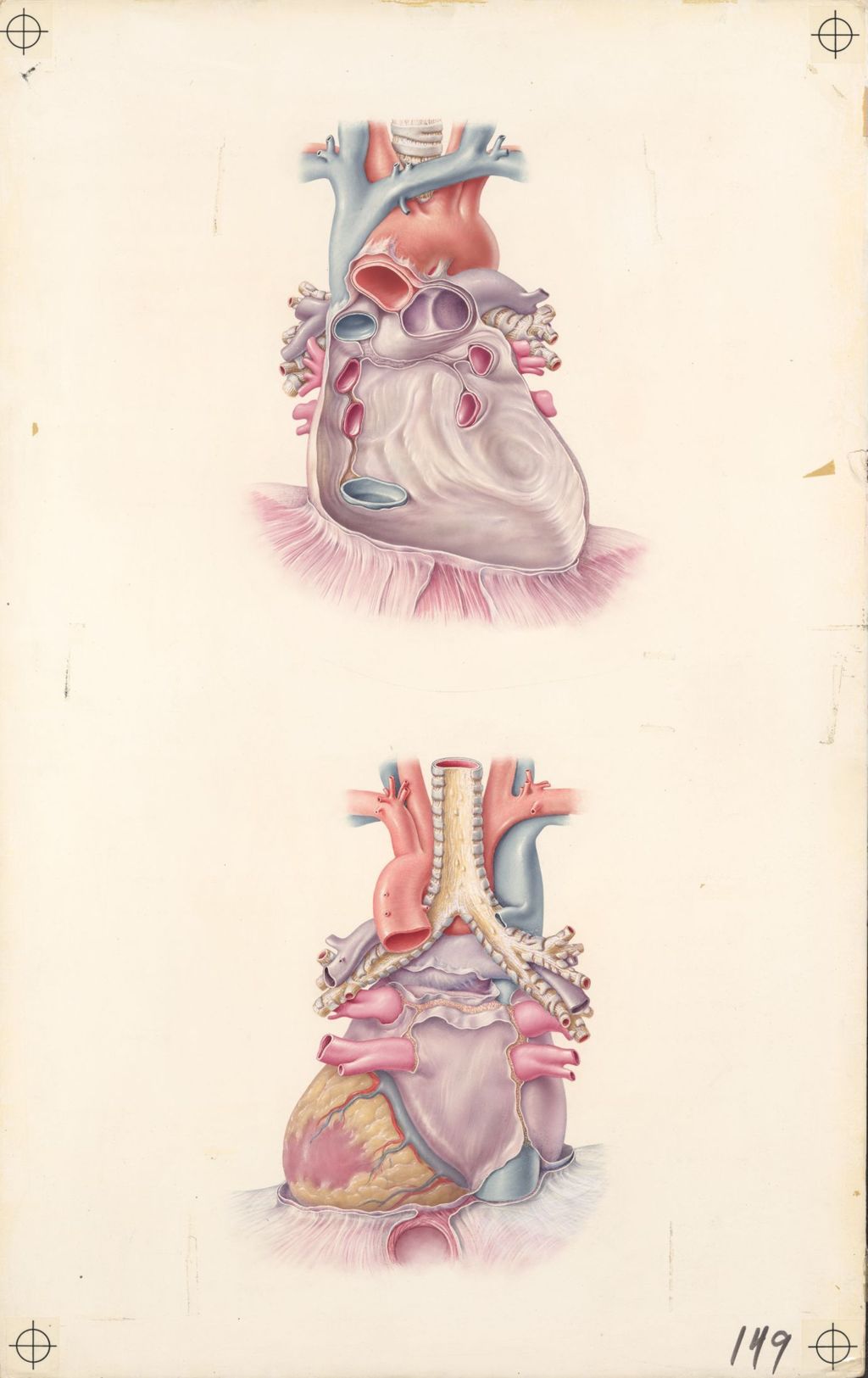 Views of the heart