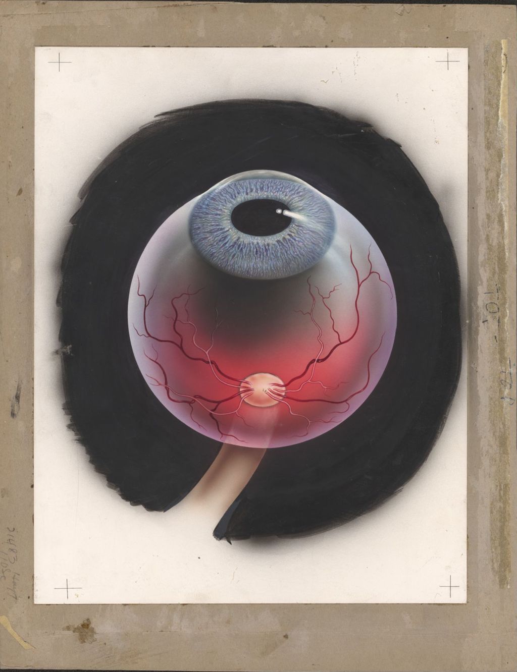 Miniature of Eyeball