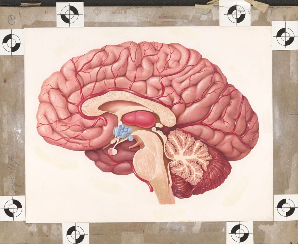 Miniature of Medical Profiles, Striatran, Sagittal section of the brain showing blood supply, thalamus (in red) hypothalamus (in blue)
