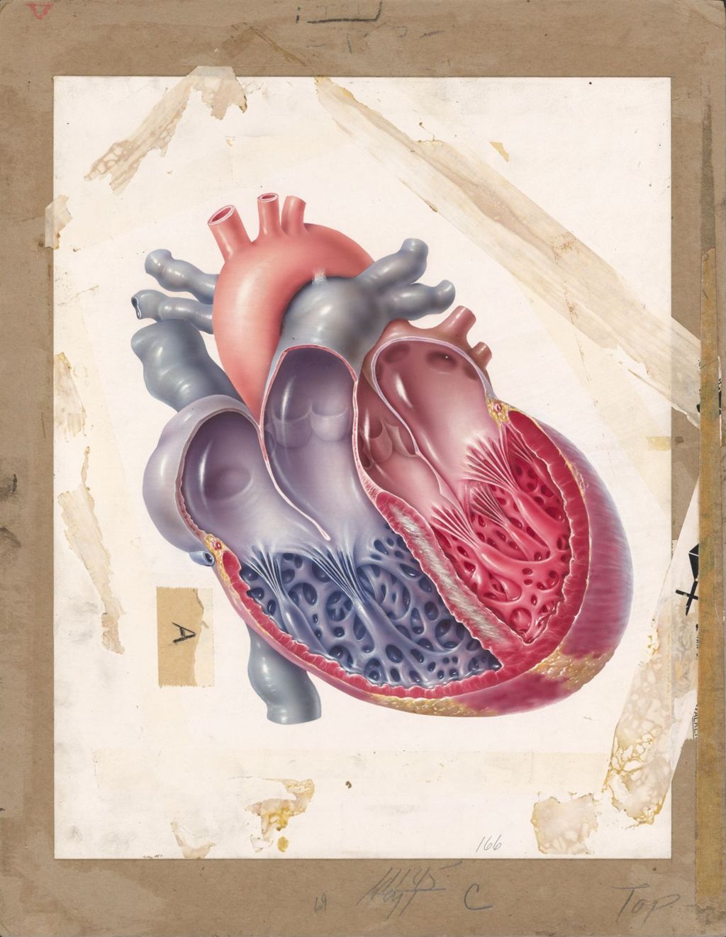 Miniature of Cutaway view of a heart