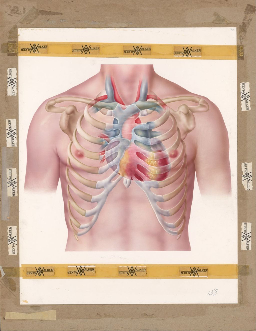 Miniature of Upper torso with ribcage and clavicles, carotid arteries and heart