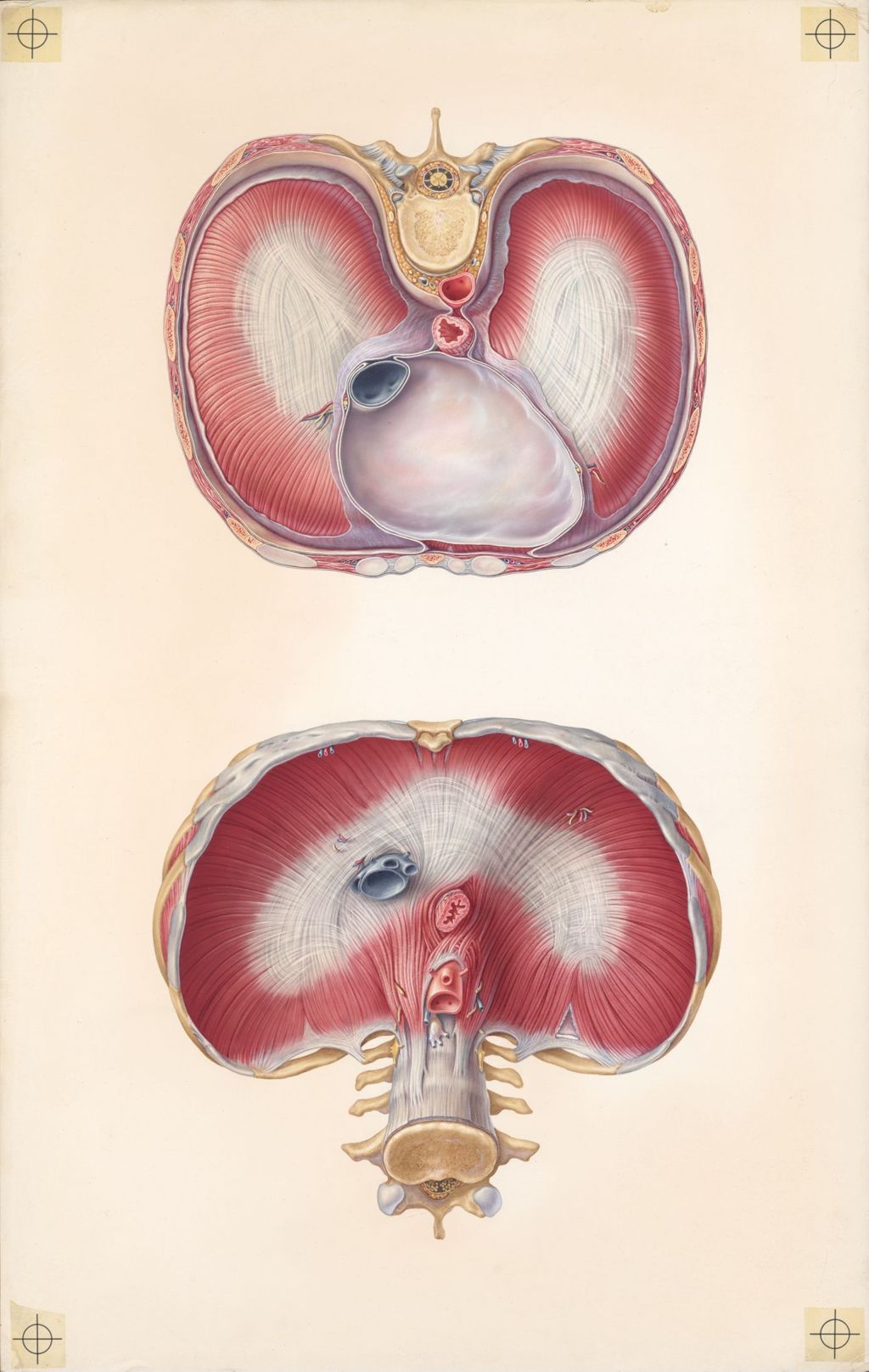 Miniature of Doctor-Patient Explanatory Atlas of Anatomy, The Anatomy of the Diaphragm