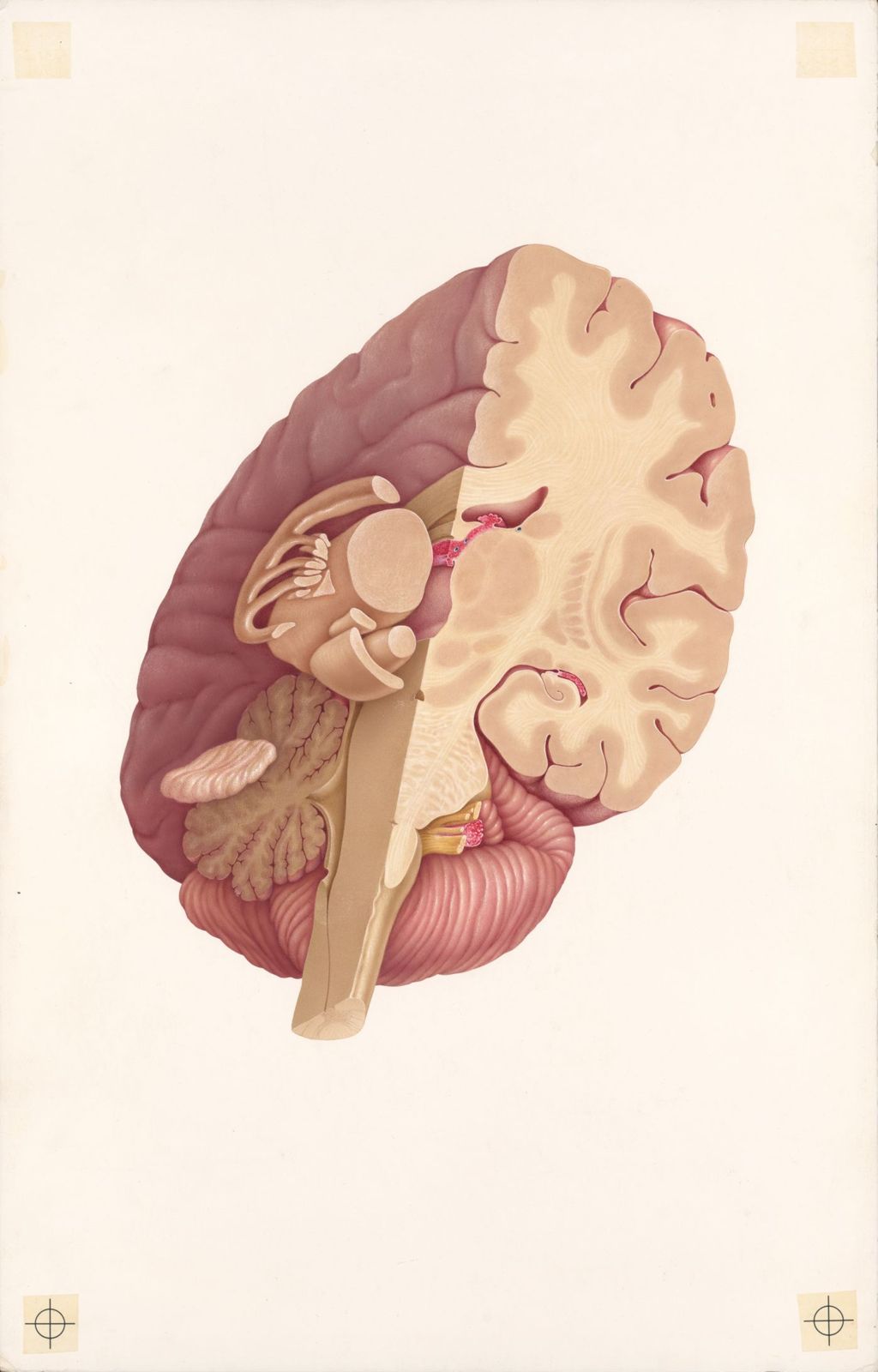 Miniature of Doctor-patient explanatory atlas of anatomy, Pictorial neuroanatomical data on movement, Plate 1, Circuitry of movement