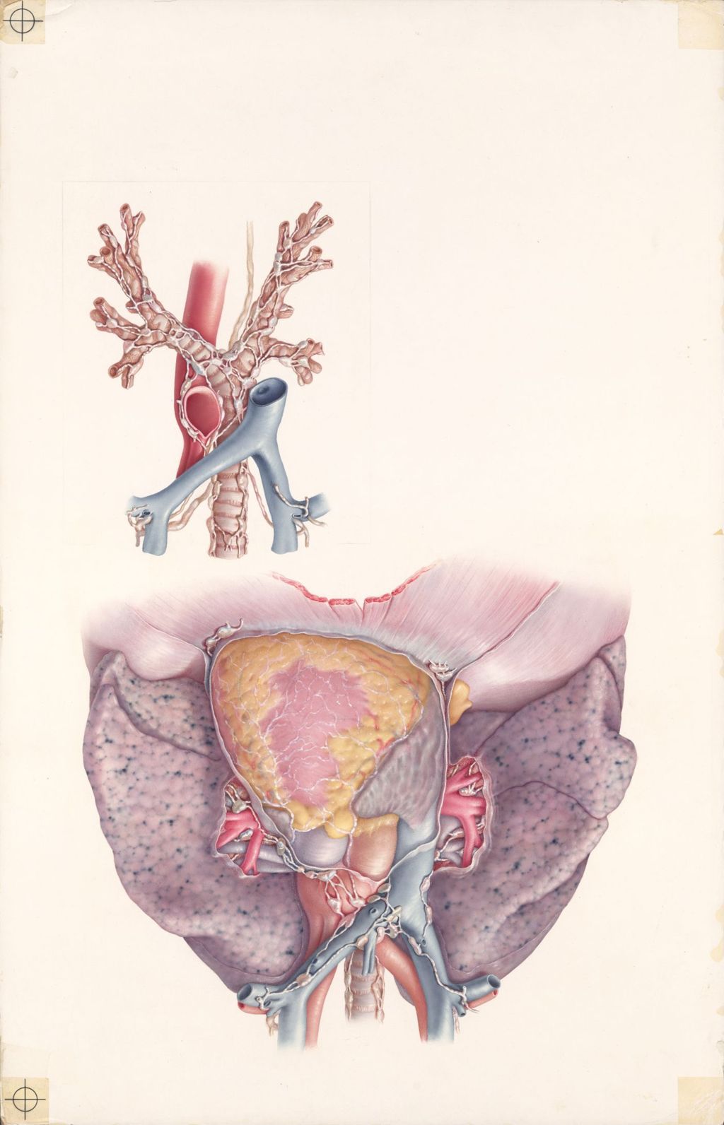 Miniature of Doctor-patient explanatory atlas of anatomy, The lymphatic system of the thoracic viscera, Plate 1, The anterior aspect of the thoracic viscera