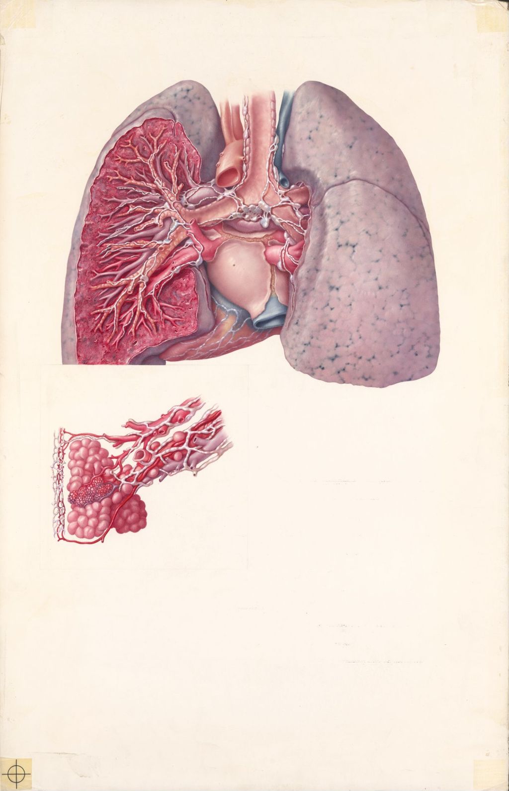 Miniature of The lymphatic system of the thoracic viscera