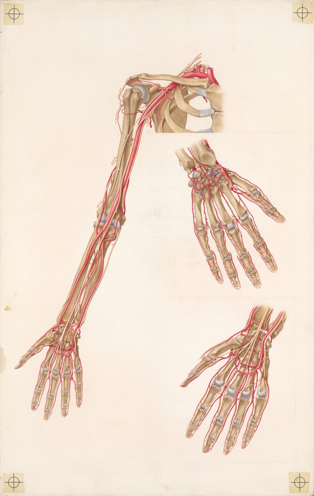 Doctor-patient explanatory atlas of anatomy, The blood vessels and nerves of the upper limb