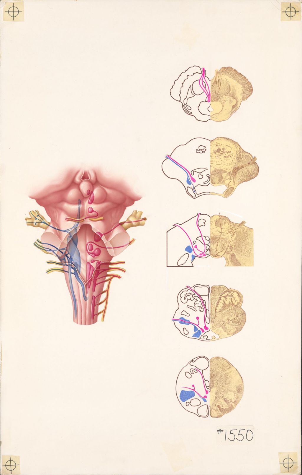 Miniature of Medical profiles, the brain stem and cranial nerves, plate 2, the cranial nerve nuclei