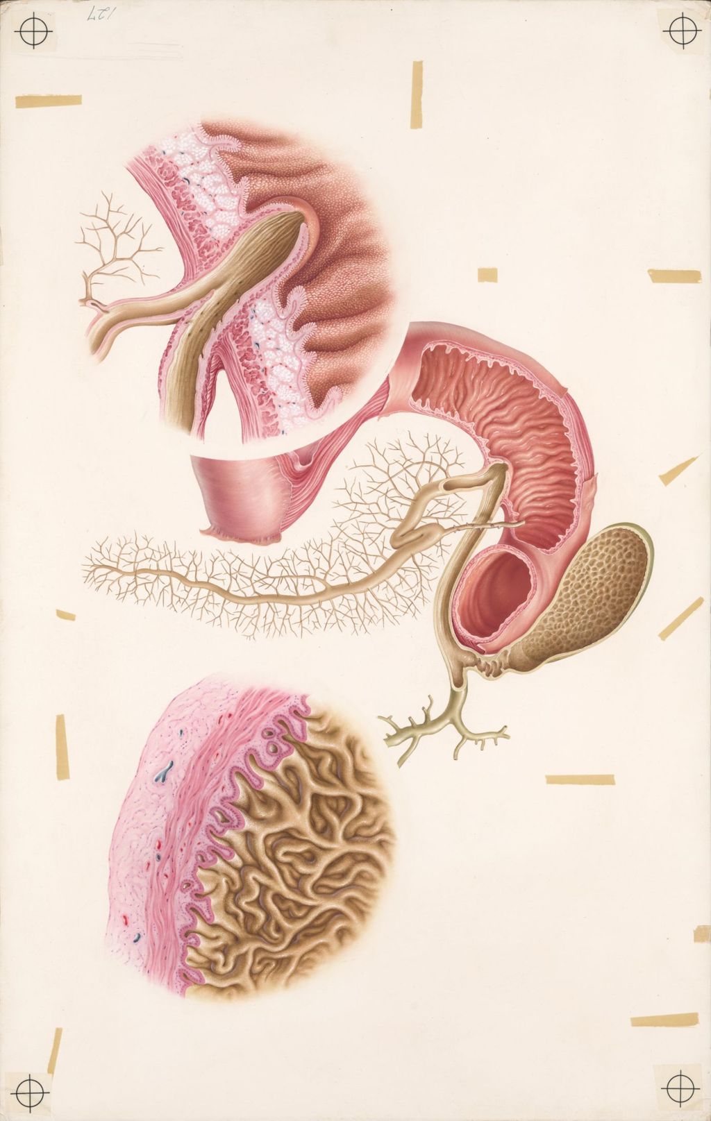 Miniature of Doctor-Patient explanatory atlas of anatomy, Anatomical relationships of the gallbladder