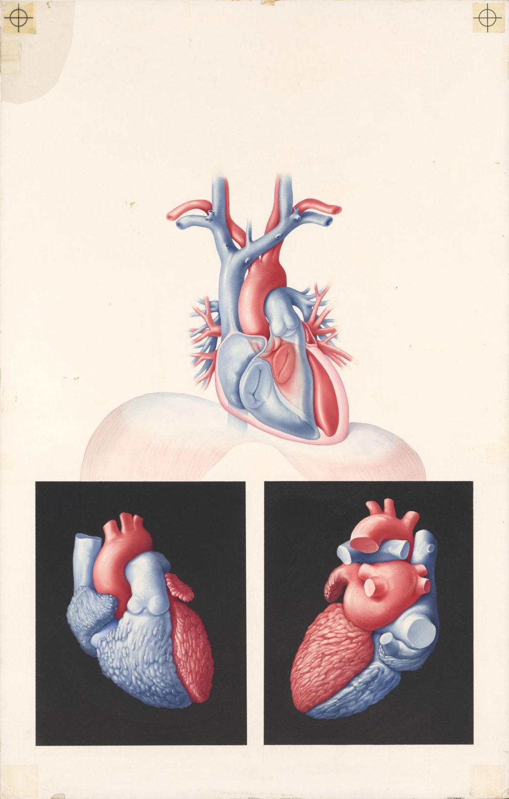 Medical Profiles, Cardiac auscultation, Plate I, The relationship of the heart and its chambers, Plate 198