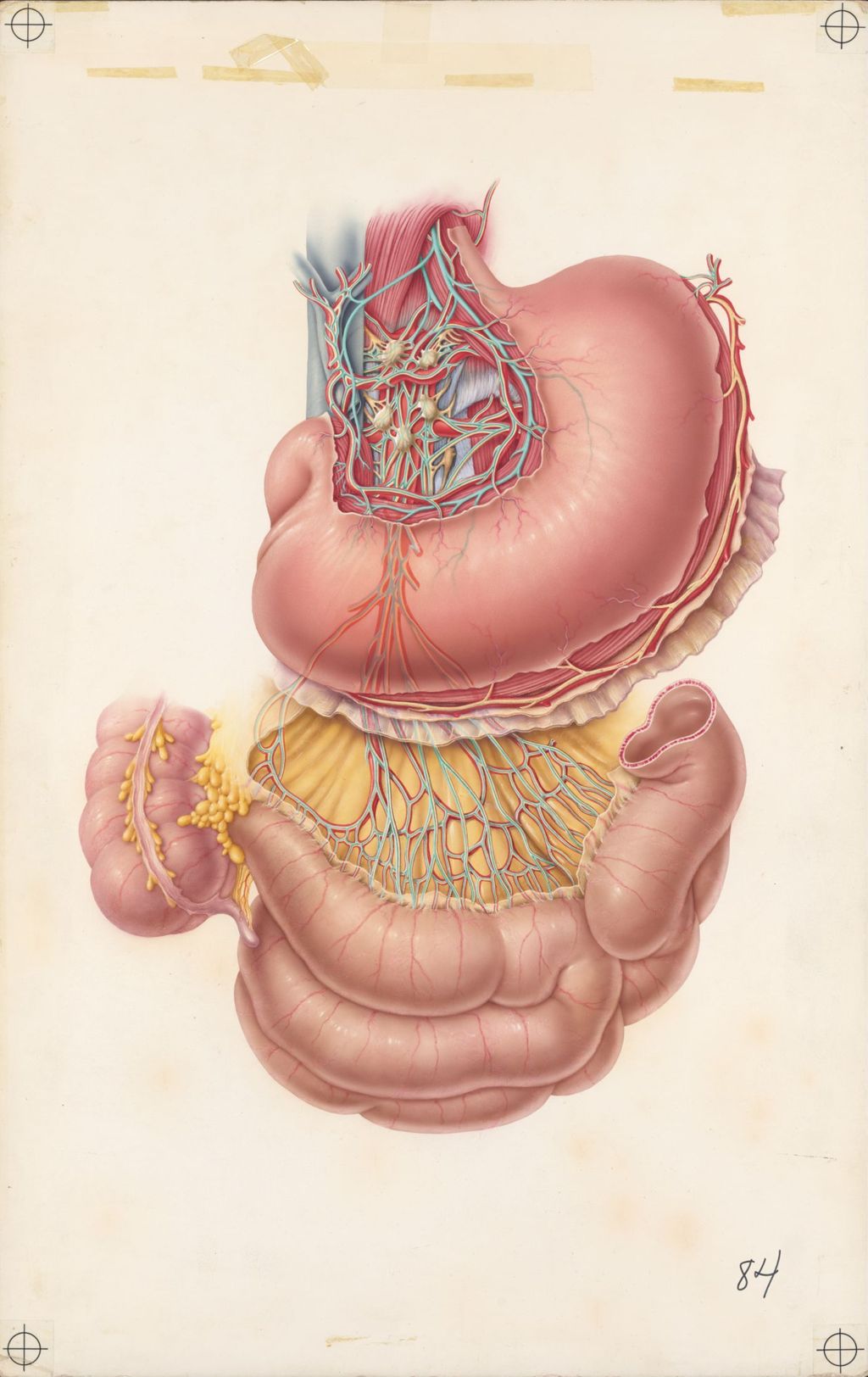 Miniature of Medical Profiles, Urecholine, Plate I, Parasympathetic innervation of the stomach and small intestine