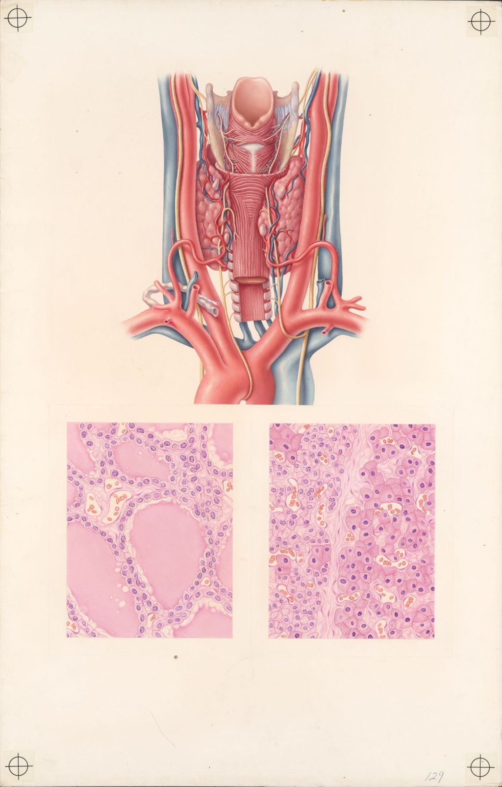 The doctor-patient explanatory atlas of anatomy, Anatomical relationships of the thyroid and para-thyroid glands, Plate 2