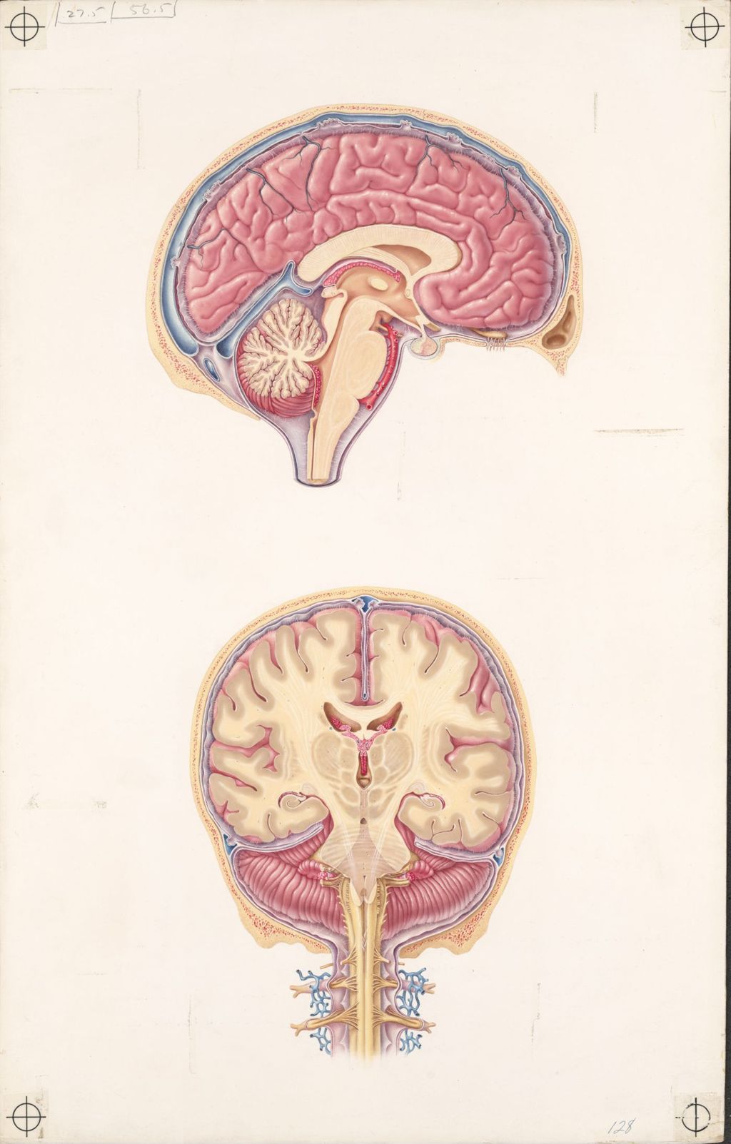 Miniature of Doctor-patient explanatory atlas, Plate 2, Circulation of the cerebrospinal fluid
