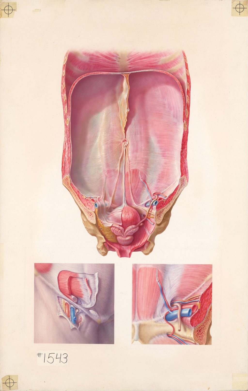 Medical profiles, The anatomical disposition of the peritoneum, anterior abdominal wall 
