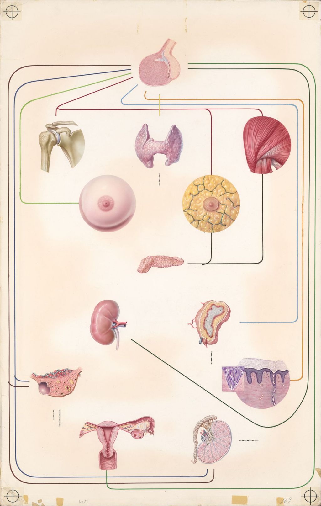 Miniature of Medical profiles, Plate 2, Major actions of pituitary hormones